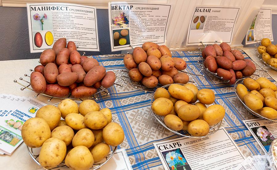 Как выбрать на рынке и в магазине самый вкусный картофель и приготовить его