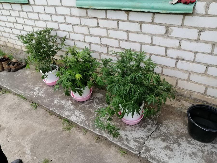 Уроки выращивания марихуаны выращивать марихуану на подоконнике