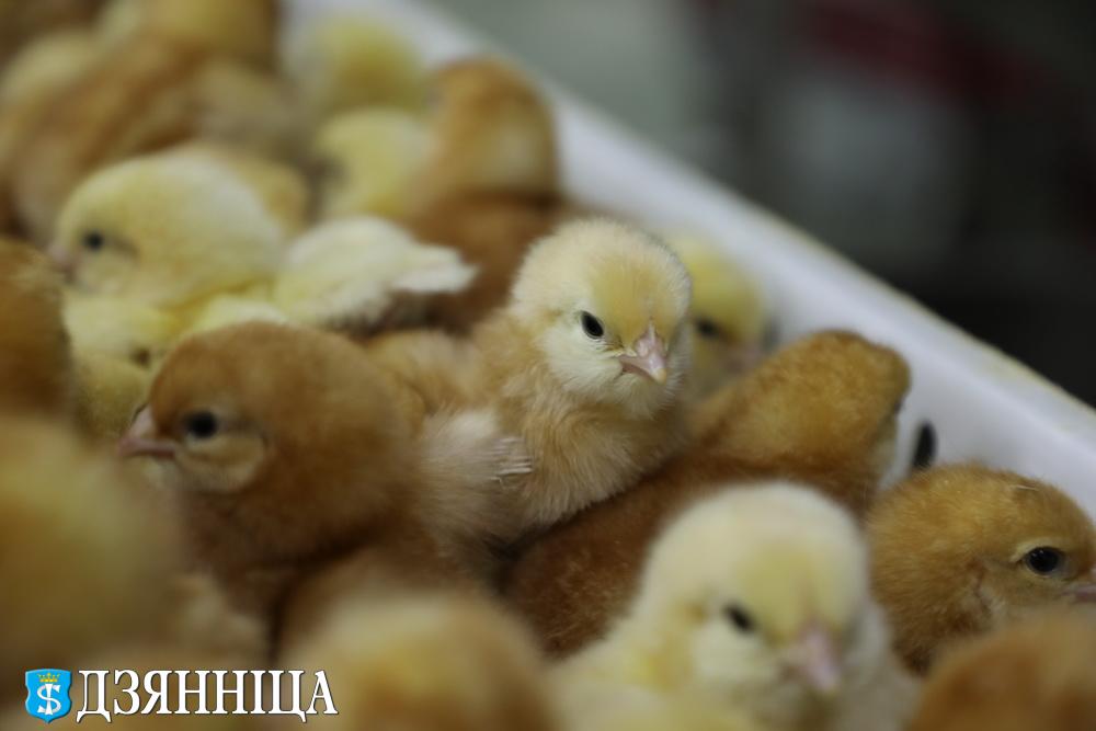 Птицефабрика. Инкубация цыплят. Как ухаживать за цыплятами. Когда начинают нестись цыплята. Цыплята как ухаживать в домашних
